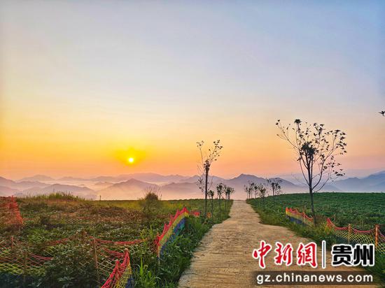 高山紫薯基地。王堂民 摄 高山紫薯基地。王堂民 摄