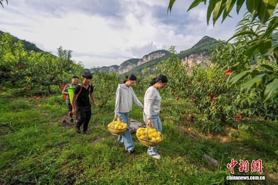 图为织金县官寨乡红岩村村民在搬运采收的黄桃。罗大富 摄 图为织金县官寨乡红岩村村民在搬运采收的黄桃。罗大富 摄
