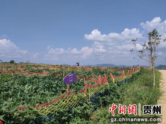 高山紫薯基地认购地块。刘开福 摄 高山紫薯基地认购地块。刘开福 摄