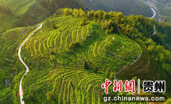 贵州省黔西南布依族苗族自治州望谟县郊纳镇里乐紫茶山，漫山的茶园如诗如画，绿意遍野美不胜收。张帆 摄