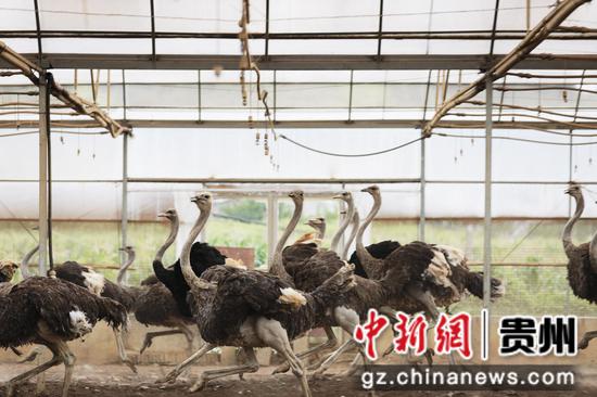 2025年8月6日,饲养员在贵州省黔西市谷里镇养殖场里喂养鸵鸟。