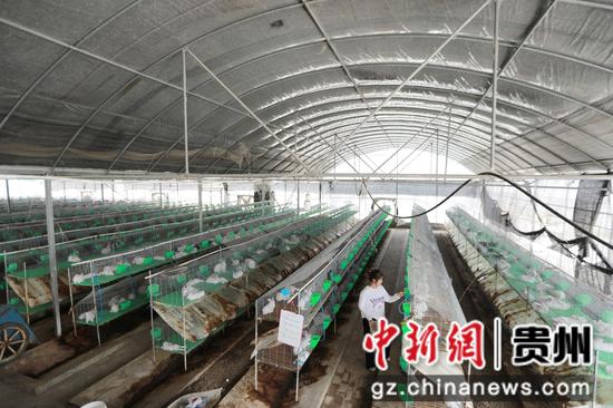 2025年8月6日,饲养员在贵州省黔西市谷里镇养殖场里喂养兔子。