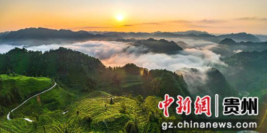 贵州省黔西南布依族苗族自治州望谟县郊纳镇里乐紫茶山，云海缥缈，氤氲山峦，茶园泛绿，如诗如画。张帆 摄