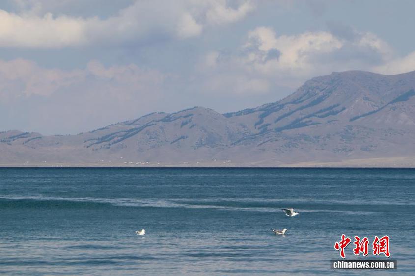 （活力中国调研行）新疆博州：生态保护擦亮“赛里木湖蓝”