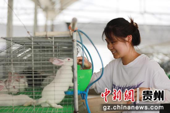 2025年8月6日,饲养员在贵州省黔西市谷里镇养殖场里喂养兔子。