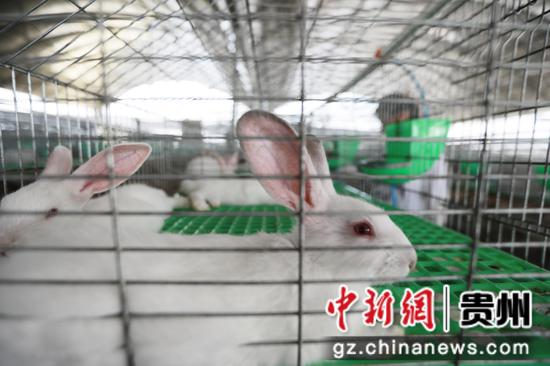 2025年8月6日,饲养员在贵州省黔西市谷里镇养殖场里喂养兔子。
