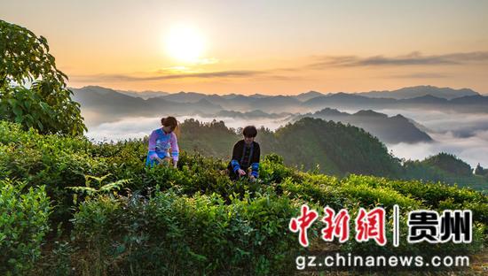 贵州省黔西南布依族苗族自治州望谟县郊纳镇里乐紫茶山，迎着朝阳采摘夏茶画面。张帆 摄