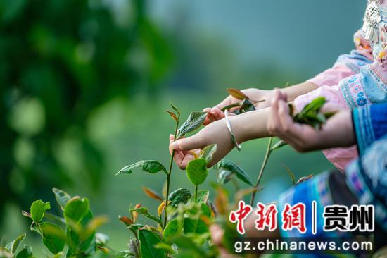 贵州省黔西南布依族苗族自治州望谟县郊纳镇里乐紫茶山，茶园里采摘夏秋茶。