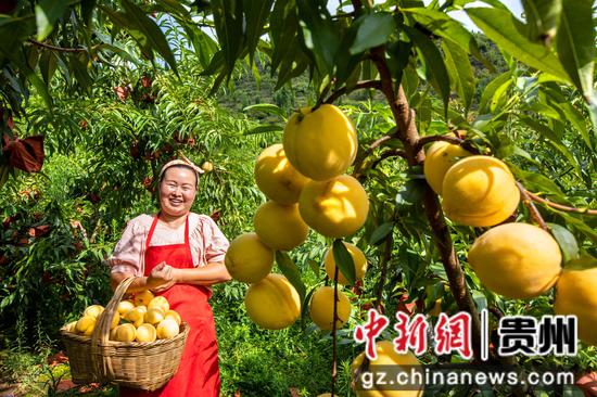 2025年8月7日,村民在贵州省黔西市洪水镇官庄村丰月谷水果种植基地采摘黄桃。 2025年8月7日,村民在贵州省黔西市洪水镇官庄村丰月谷水果种植基地采摘黄桃。