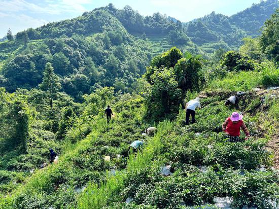 走进罗禹洞村辣椒种植基地，只见十几名村民散落在田畴间采收辣椒。王烨 摄