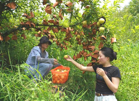 游客在果园里采摘黄金李。陆劲松 摄