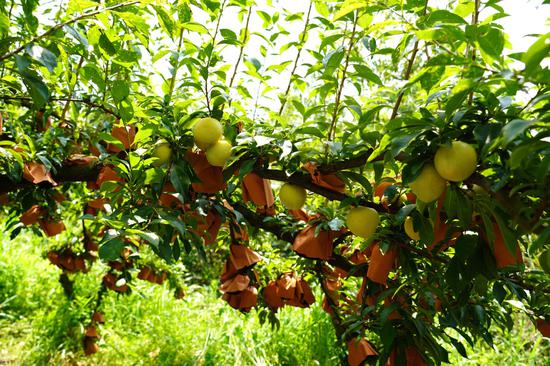 犁倭镇下寨村的黄金李种植园内硕果累累。陆劲松 摄