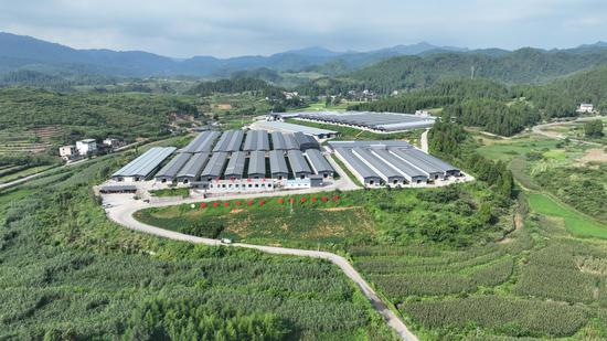 岑巩县龙田镇申安湖羊基地一角。吴国明 摄