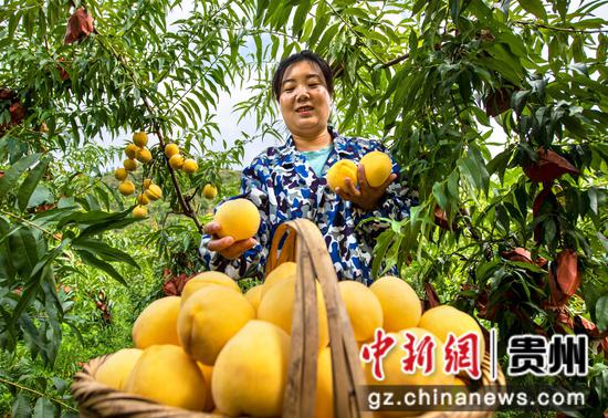 2025年8月7日,村民在贵州省黔西市洪水镇官庄村丰月谷水果种植基地采摘黄桃。 2025年8月7日,村民在贵州省黔西市洪水镇官庄村丰月谷水果种植基地采摘黄桃。