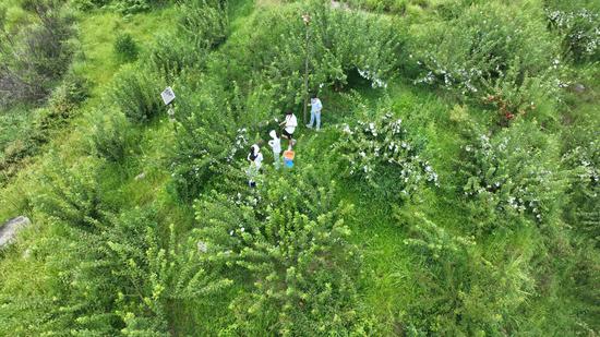 犁倭镇下寨村的黄金李种植园。陆劲松 摄