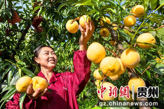2025年8月7日,村民在贵州省黔西市洪水镇官庄村丰月谷水果种植基地采摘黄桃。 2025年8月7日,村民在贵州省黔西市洪水镇官庄村丰月谷水果种植基地采摘黄桃。
