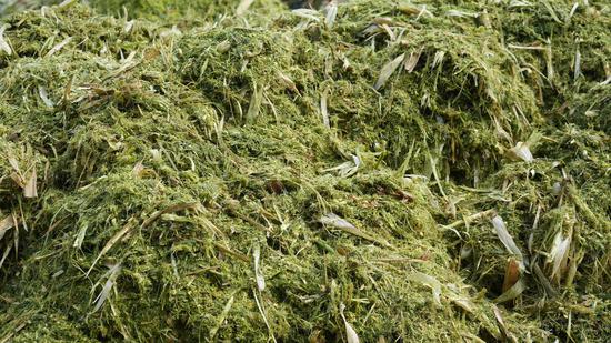 完成粉碎加工后的青储饲料。吴国明 摄