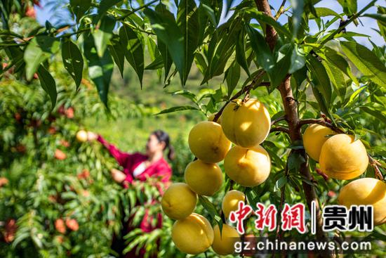 2025年8月7日,村民在贵州省黔西市洪水镇官庄村丰月谷水果种植基地采摘黄桃。 2025年8月7日,村民在贵州省黔西市洪水镇官庄村丰月谷水果种植基地采摘黄桃。