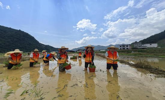 图为志愿者抛种秧苗。黄静娴 摄