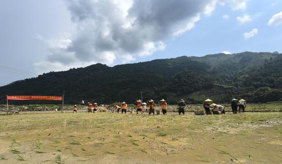 图为抛种秧苗现场。黄文慧 摄