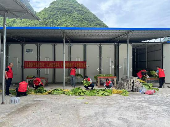 党员们在烤房外进行烟叶分级、编扎工作。姚芳杰 摄