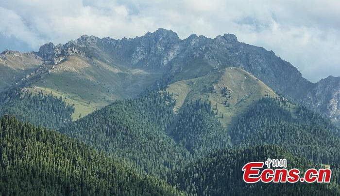 Photo taken on Aug. 10, 2025 shows the sceneryat Jiangbulake scenic spot in Qitai County of Changji, northwest China's Xinjiang Uygur Autonomous Region.(Photo/China News Service)