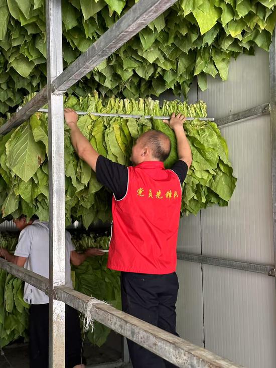 党员们将编扎好的烟叶进行装炉。黄彩芳摄