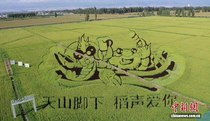 新疆伊犁：巨幅稻田画迎最佳观赏期