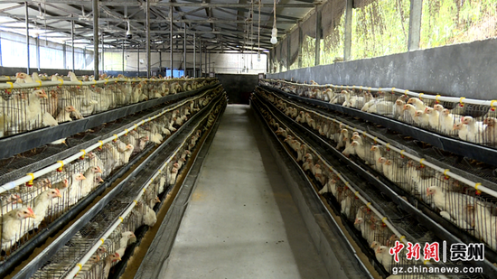 蛋鸡养殖场。 蛋鸡养殖场。