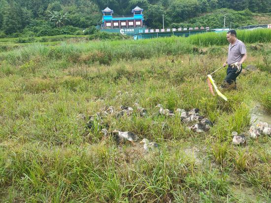 韦峰灵赶鸭进“烟+稻”田里觅食。潘振乐 摄