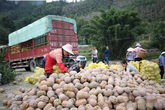 烟农非烟产业——南瓜大丰收，采摘出售中。杨先旭 摄