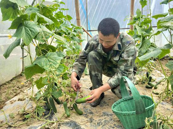 烟农利用闲置育苗大棚种植黄金瓜拓宽增收渠道。罗少怀 摄