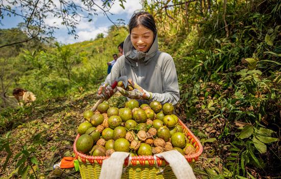 农户剥新鲜核桃。李学友 摄 农户剥新鲜核桃。李学友 摄