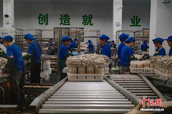8月13日，工人在贵州道真一家食用菌生产企业车间采摘杏鲍菇。唐哲 摄