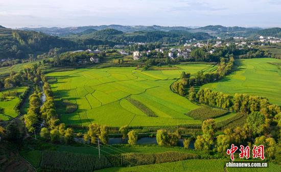 图为8月13日拍摄的贵州省黔西市洪水镇水稻种植区（无人机照片）。史开心 摄