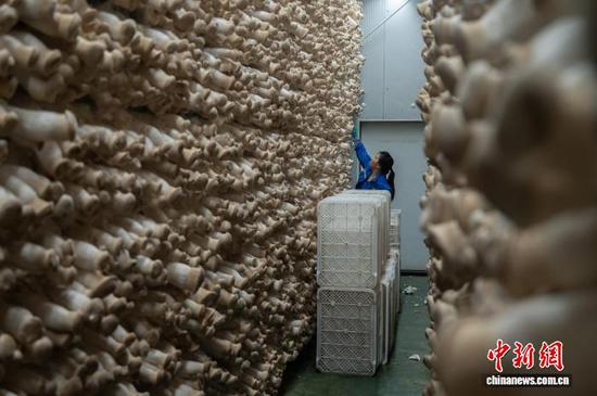 8月13日，贵州省道真仡佬族苗族自治县一家食用菌生产企业车间内，工人正在采摘食用菌，现场一派忙碌景象。近年来，道真自治县精选食用菌特色产业，引育优强企业，突出创新驱动，致力产品研发，形成食用菌产业集群发展，先后培育国家级和省级农业产业龙头企业各1家，建成标准大棚2200余个。2024年，该县种植香菇、杏鲍菇、鹿茸菇、虫草花等食用菌9.13万吨，产值7.94亿元。图为工人在贵州道真一家食用菌生产企业车间采摘杏鲍菇。唐哲 摄