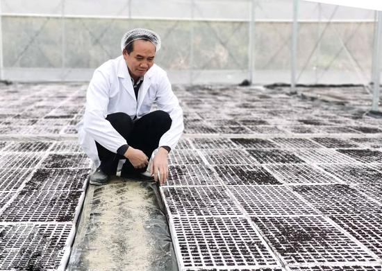 韦峰灵在认真检查烟苗生长情况。潘振乐摄