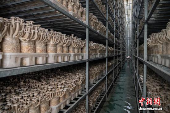 8月13日，贵州道真一家食用菌生产企业车间生产的鹿茸菇。唐哲 摄