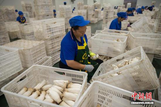 8月13日，工人在贵州道真一家食用菌生产企业车间采摘杏鲍菇。唐哲 摄