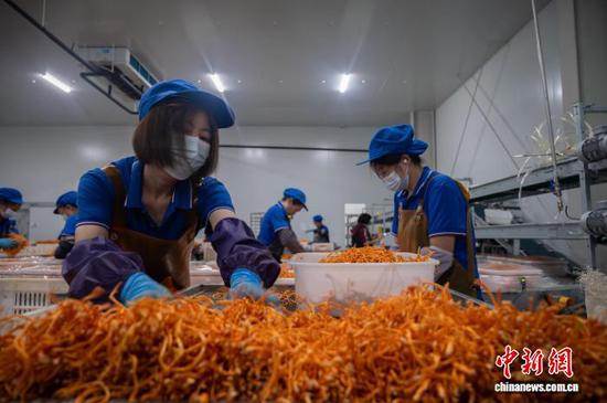 8月13日，工人在贵州道真一家食用菌生产企业车间采摘虫草花。唐哲 摄