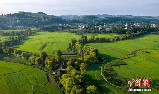 图为8月13日拍摄的贵州省黔西市洪水镇水稻种植区（无人机照片）。史开心 摄