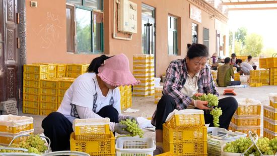 8月12日，村委会门口的集中收购点，工人们正在装葡萄。吐鲁番市融媒体中心记者 木塔力甫 摄9