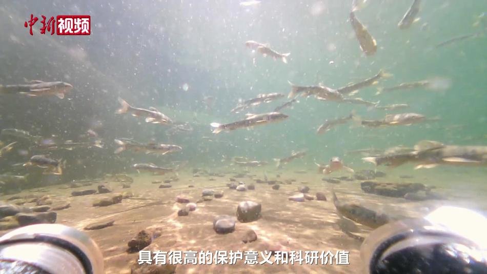 红水河“土著鱼”逆天改命！国内科研团队突破人工繁殖难题