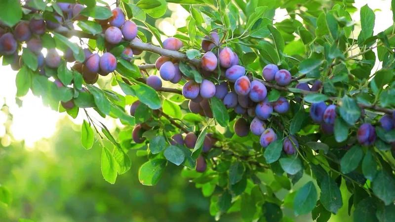 伽师新梅。（资料图）伽师县融媒体中心 供图