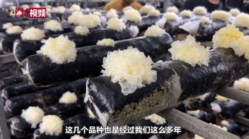 鲁疆情结硕果 小菌菇撑起大民生