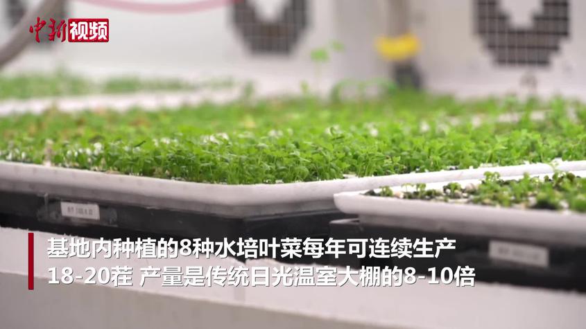 新疆库车：数字农业植物工厂带动当地“同心共富”