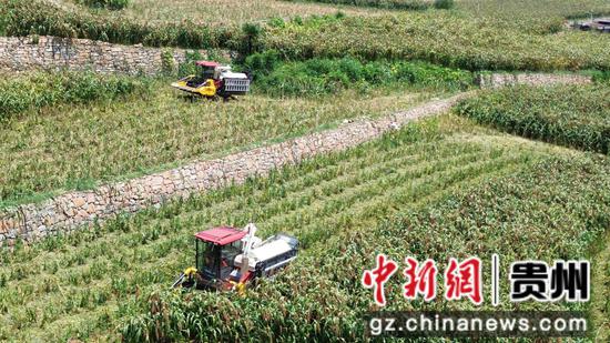 收割机正在收高粱