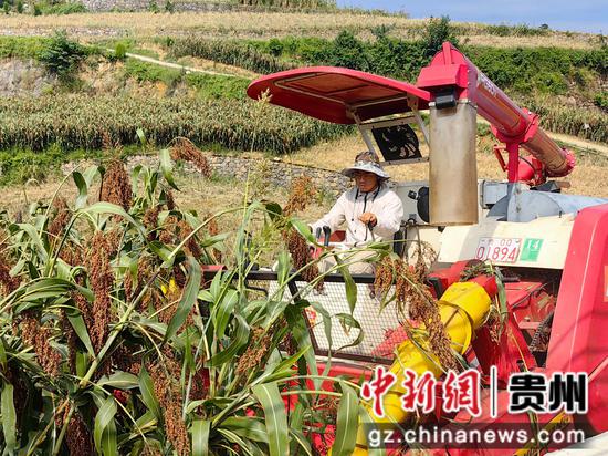 收割机正在收高粱