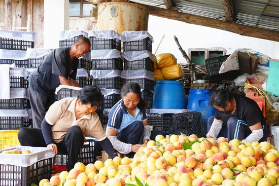 工人正在忙着把黄桃装框。陈昆 摄 工人正在忙着把黄桃装框。陈昆 摄