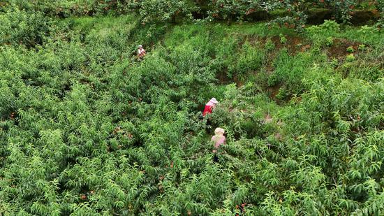 工人正在白家坝黄桃基地采摘黄桃。陈昆 摄 工人正在白家坝黄桃基地采摘黄桃。陈昆 摄